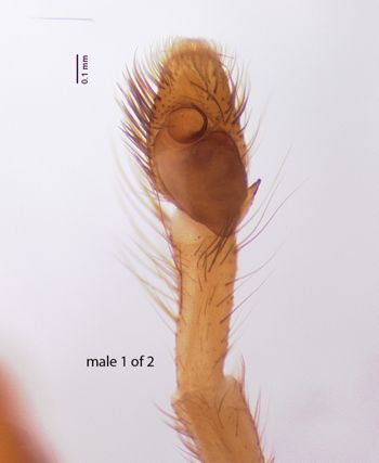 Media type: image; Invertebrate Zoology 22010
